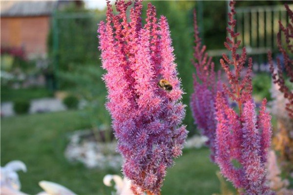 Астильба в ландшафтному дизайні саду — багатоликий чагарник для оформлення квітника