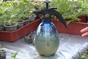 Препарат Епін — реальна допомога кімнатним рослинам