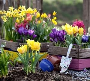 Цибулинні багаторічні садові квіти — фото та назви рослин