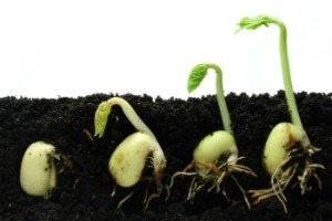 Посів насіння солодкого перцю на розсаду: вибираємо, готуємо і ростимо насіння правильно