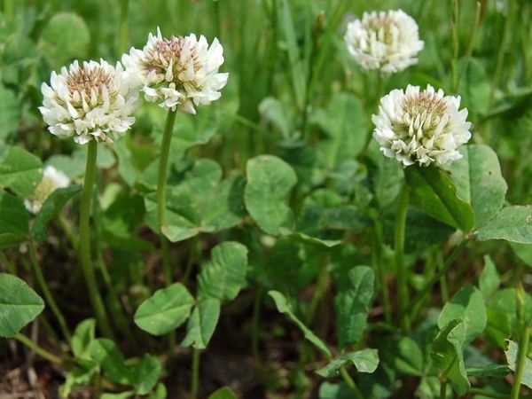 Грунтопокривні багаторічні садові квіти: фото та назви рослин, поради по догляду