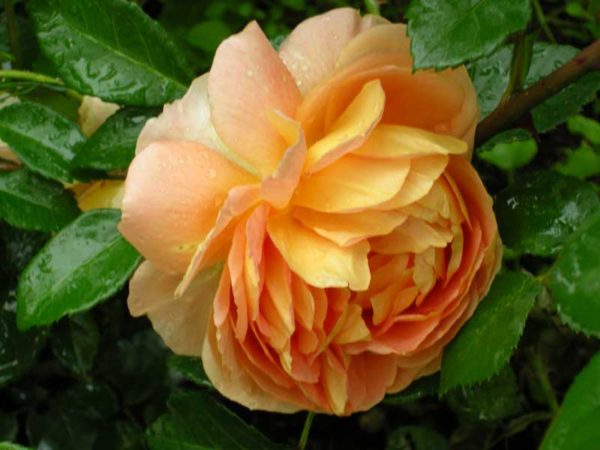 Англійські троянди Девіда Остіна: особливості догляду та умови вирощування, огляд і фотогалерея сортів