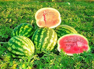 Кавун Пекінська радість і інші сорти середньоранніх і середньостиглих арбузов