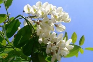 Біла акація: загальний опис рослини, фото і рекомендації по розведенню