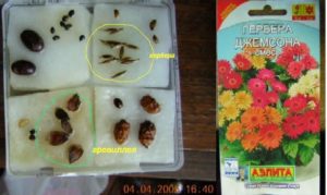 Гербера: красивий і яскравий багаторічник для Вашого саду