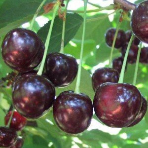 Опис популярних урожайних сортів вишні: Нічка, Прима, Жуковська