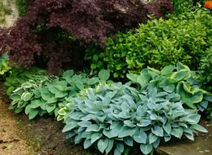 Чарівна хоста: правила посадки та догляду у відритому грунті і способи розмноження