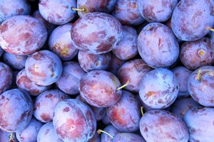 Високоврожайний сорт зливу Президент: поради по посадці та правила догляду