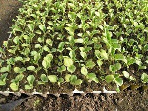 Як садити баклажани на розсаду: вибір насіння і ґрунту, посів і вирощування, поради дачників