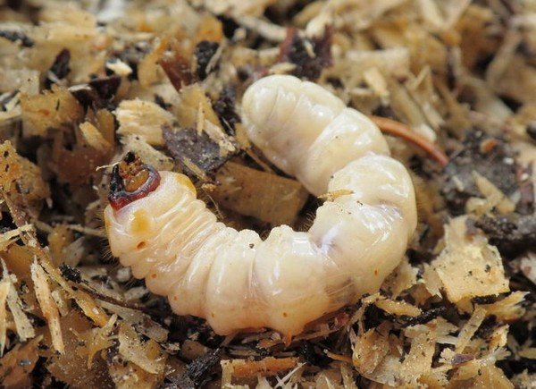 Жук вусач: види і засоби для знищення