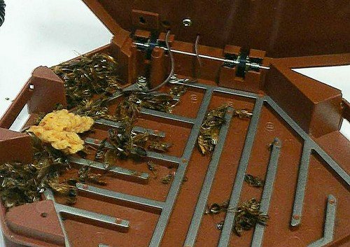 Пастки для тарганів найефективніші і своїми руками: відгуки