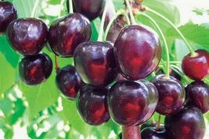 Вишня Шоколадниця: опис сорту, зовнішнього вигляду дерева і плодів