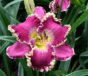 Вирощування лілійників у відкритому грунті: посадка й догляд, види, сорти, фото і відео