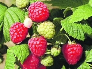 Малина: найпопулярніші сорти з описом і барвистими фотографіями