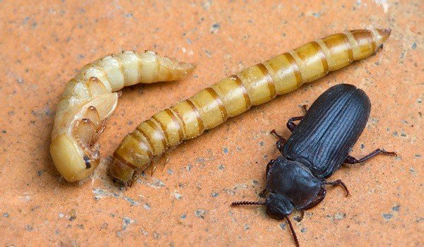 Борошняний хрущак – шкода, боротьба і профілактика