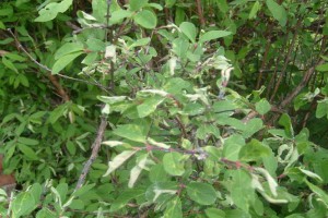 Сорт жимолості Бакчарский велетень: опис з фото і поради по догляду