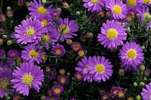 Багаторічники, квітучі восени: різновиди, особливості догляду, фото з назвами і відео