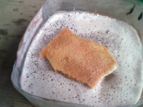 Білокрилка на огірках: як врятувати рослина