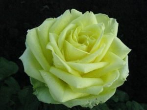 Зелені троянди — ознака плодючості: кращі сорти і барвисті фото