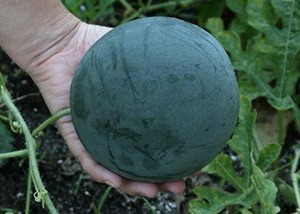 Ранні і скоростиглі сорти кавунів — огляд кращих видів та відгуки