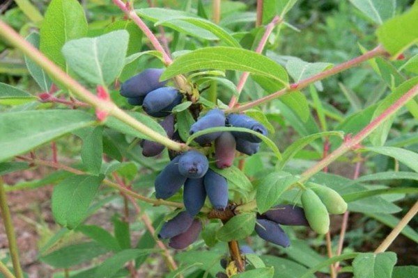 Які сорти жимолості найкраще підходять для Уралу: назви та опис видів, нюанси посадки та догляду