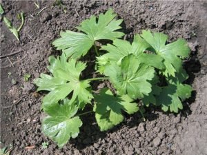 Дельфініум багаторічний: основні правила посадки та догляду, фото квітів