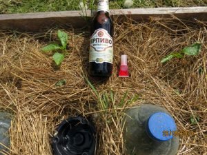 Капустянка і її личинка: опис, фото і дієві методи боротьби з комахою