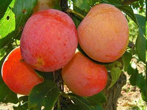 Ранньостигла китайська слива Скороплодная – сорт для екстремальних умов