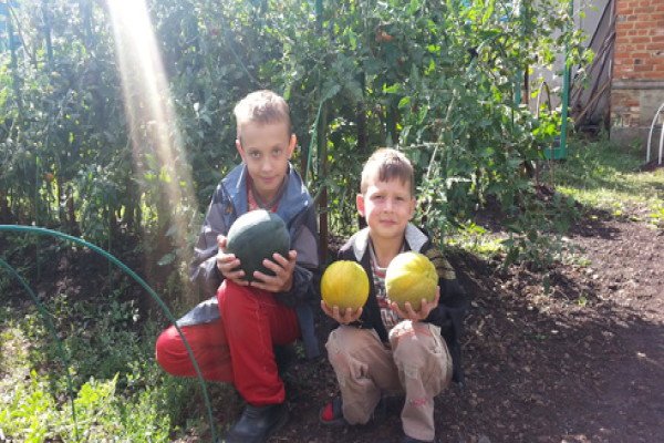 Вирощування дині Айкідо — секрети гарного врожаю на дачній ділянці