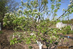 Сорт груші Памяті Яковлєва: характеристики, правила посадки і терміни дозрівання