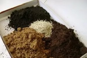 Вирощування ніжною тропічної маранти в домашніх умовах