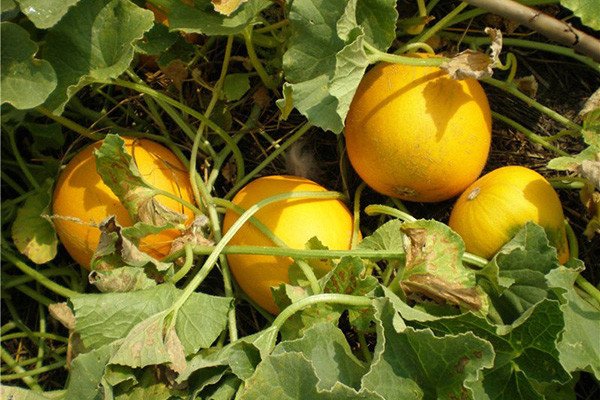 Вирощування дині Айкідо — секрети гарного врожаю на дачній ділянці