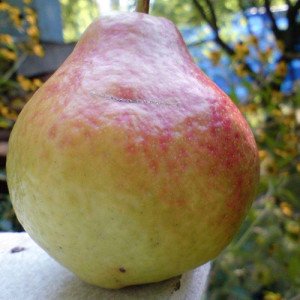 Сорт груші Улюблениця Клаппа: вирощуємо великі груші на своїй ділянці