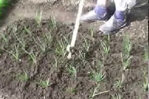 Дивовижний овоч цибуля шалот — правила догляду та вирощування