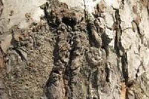 Хвороби та шкідники яблунь: методи боротьби і фото