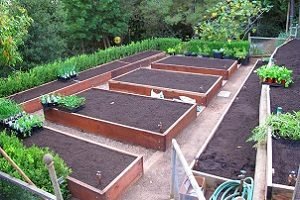 Салат Айсберг — особливості вирощування та догляду