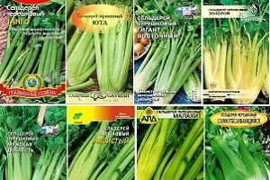 Селера черешкова: агротехніка вирощування і деякі особливості догляду