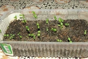 Невибаглива ломикамінь: особливості посадки, догляду та розмноження, фото квіток