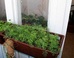 Як виростити кріп вдома на підвіконні: вибір сорту і грунту, поради по посадці та догляду