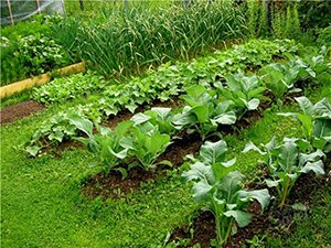 Листова буряк Мангольд: вирощування і зберігання морозостійкого сорту