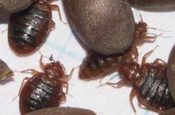 Чим небезпечні клопи для людини в квартирі: фото постільних