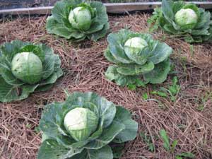 25 лайфхаков для дачі, саду та городу