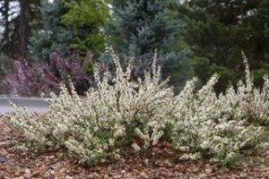 Піщана вишня Бессея — опис сорту, посадка і догляд