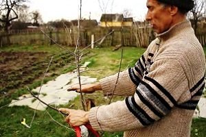Як обрізати яблуні восени: схема, правила і відео інструкція