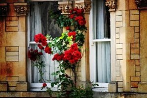 Осінній догляд за садовими трояндами: правила підживлення та укриття кущів на зиму