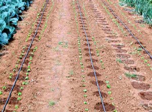 Вирощування дині в відкритому грунті Чорноземя: кращі сорти, посадка насіння і рекомендації по догляду