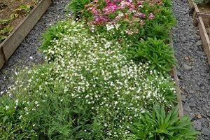 Гіпсофіла багаторічна: посадка і догляд у відкритому грунті