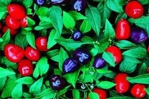 Маленьке диво у вас вдома: особливості посадки декоративного перцю і опис сортів