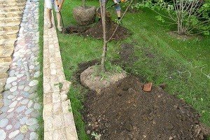 Найпопулярніший європейський сорт груші — Конференція: повний огляд