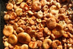 Волнушка — делікатес або поганка